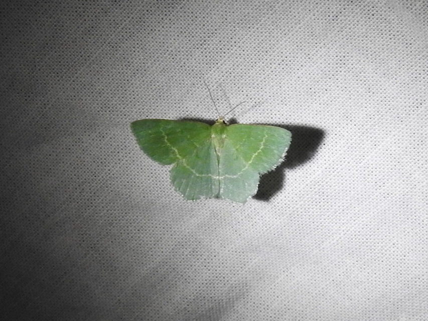 Chlorissa cloraria - sárgászöld araszoló