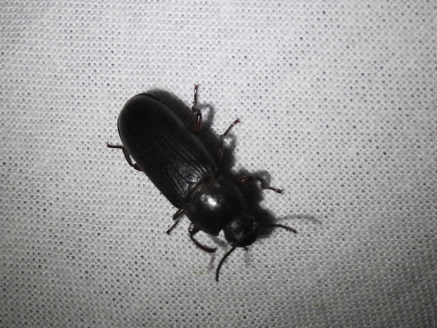 Tenebrio molitor - közönséges lisztbogár