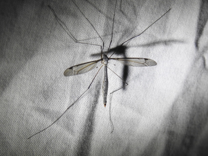 Tipula