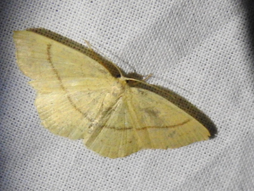 Cyclophora linearia - vonalas pettyesaraszoló