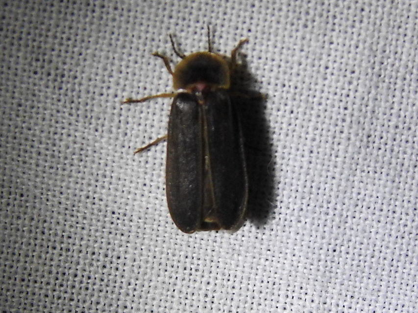 Lampyris noctiluca - nagy szentjánosbogár