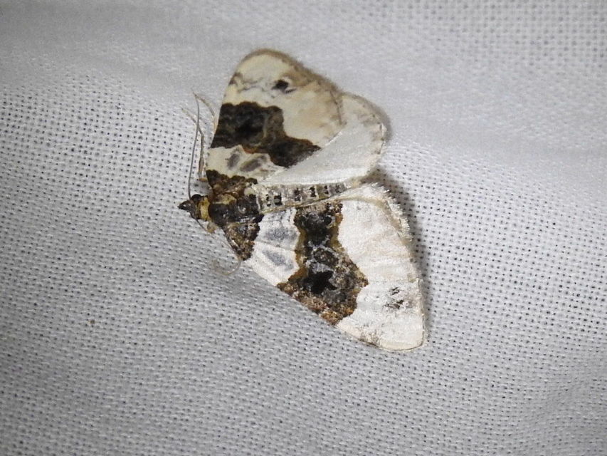 Cosmorhoe ocellata - szemes galajaraszoló