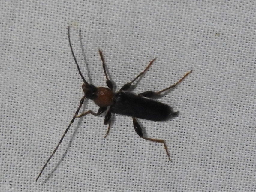 Phymatodes testaceus - változékony korongcincér Phymatodes testaceus - változékony korongcincér