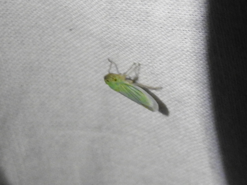 Cicadella viridis - méregzöld kabóca