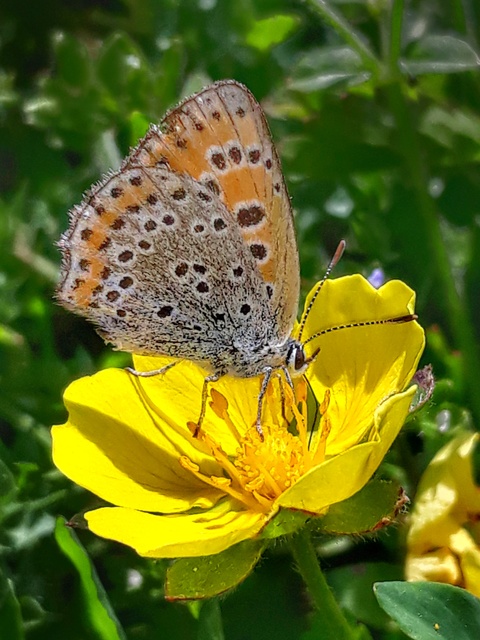 Lycaena thersamon - kis tűzlepke