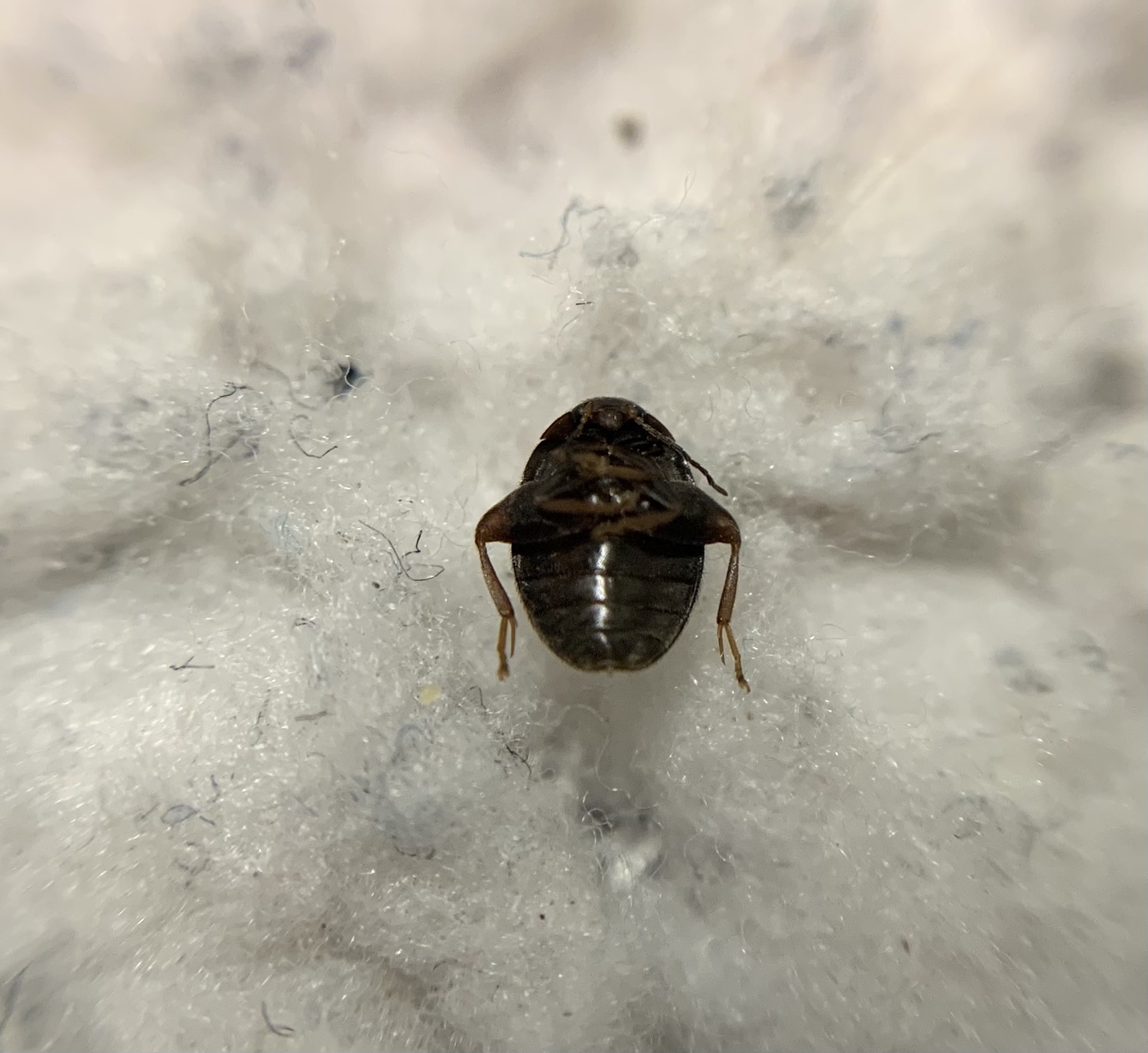 Scirtes hemisphaericus - közönséges ugrórétbogár