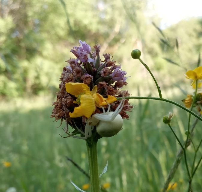 Misumena vatia - viráglakó karolópók Misumena vatia - viráglakó karolópók