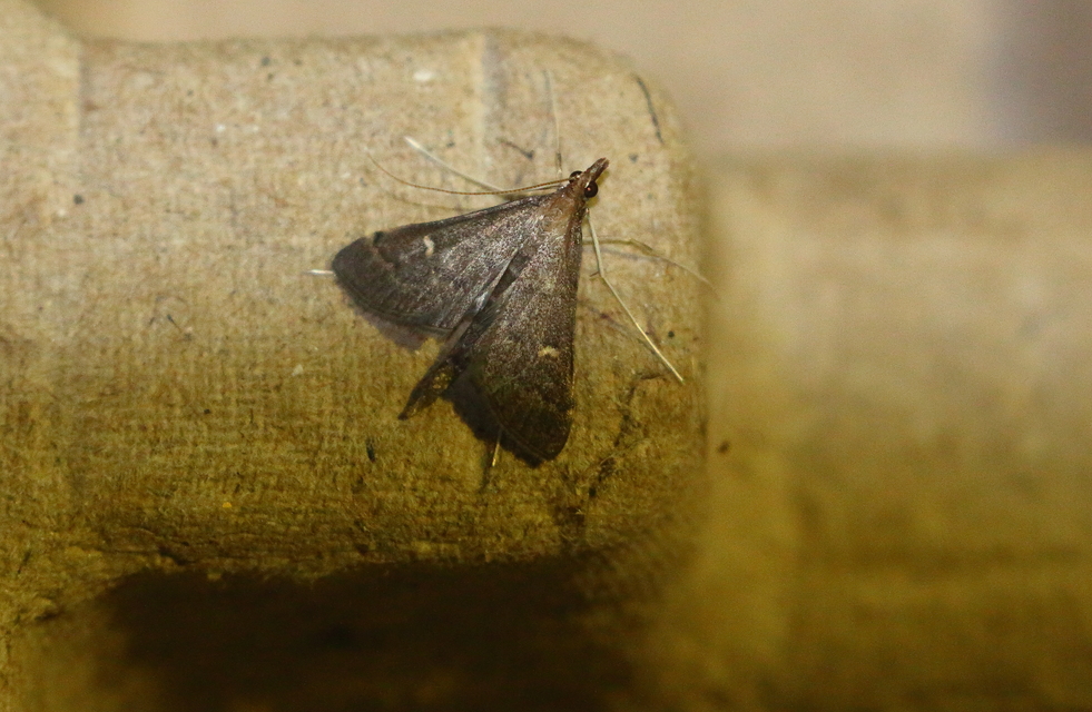 Dolicharthria punctalis - hosszúlábú tűzmoly
