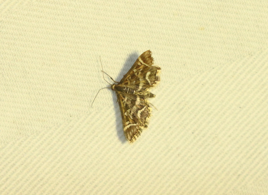 Diasemia reticularis - betűmintás tűzmoly