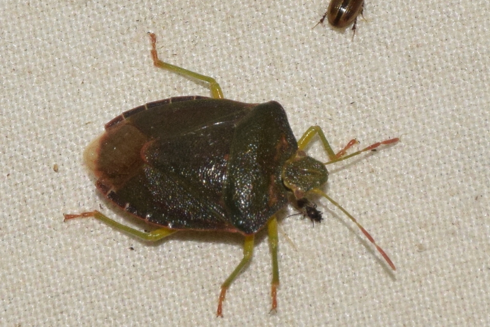 Palomena prasina - zöld bogyómászó-poloska Palomena prasina - zöld bogyómászó-poloska