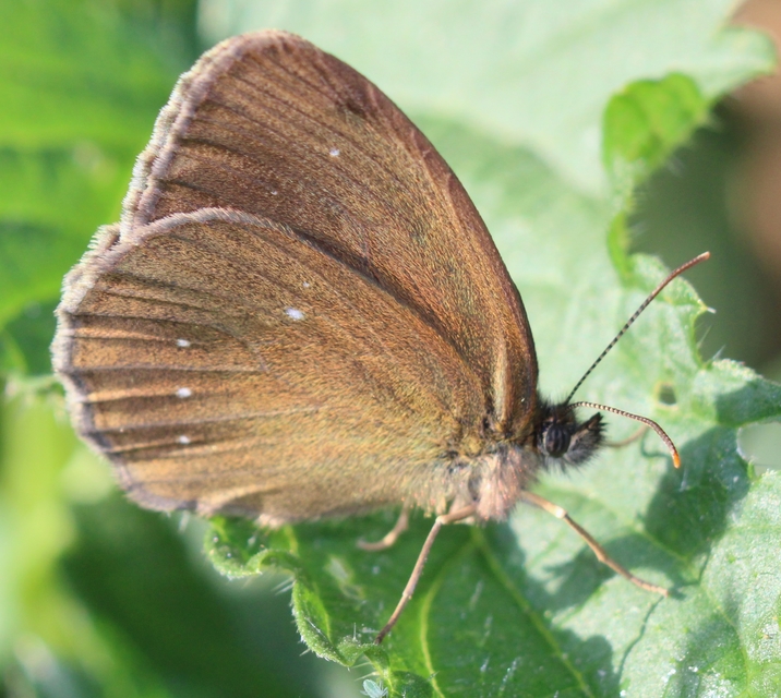 Aphantopus hyperanthus - közönséges ökörszemlepke