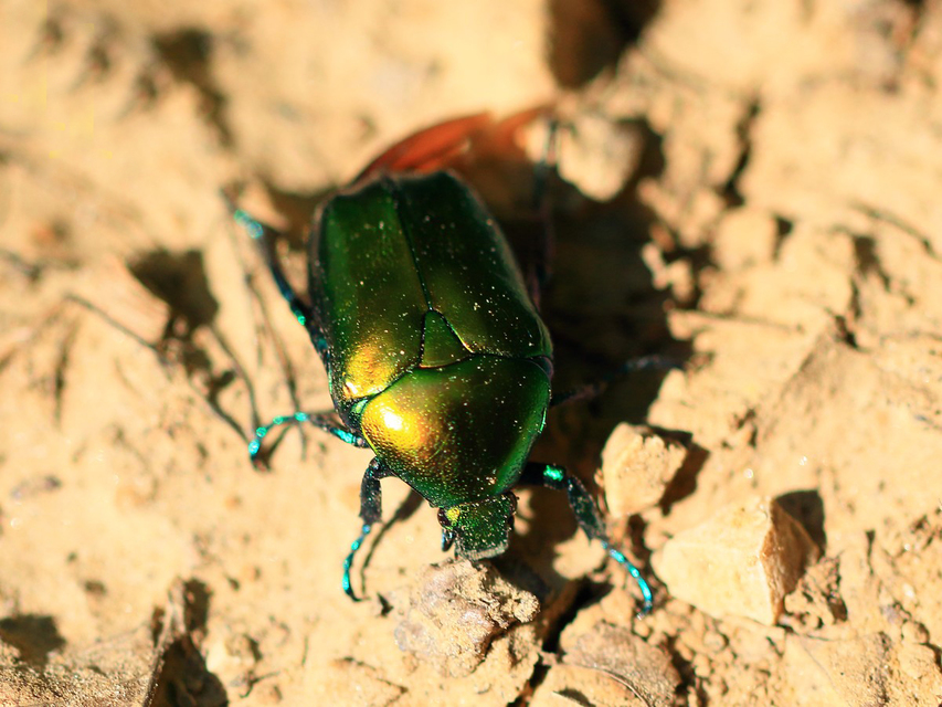 Protaetia affinis - smaragdzöld virágbogár