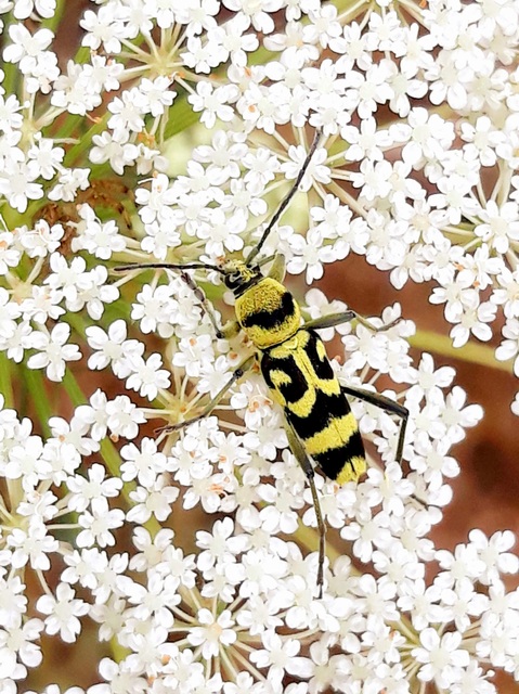 Chlorophorus varius - díszes darázscincér