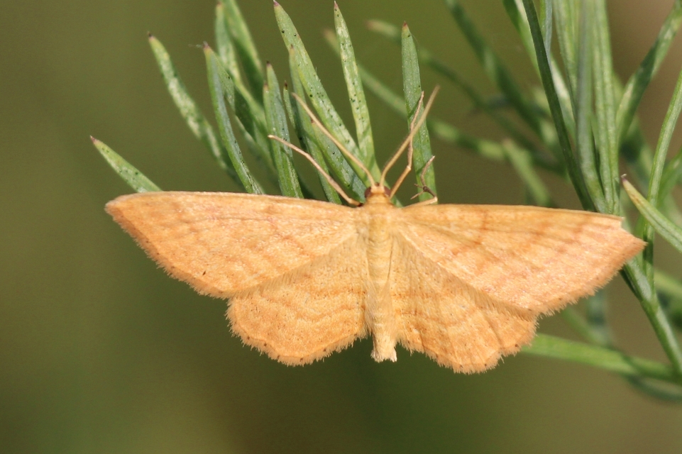 Idaea serpentata - kis sávosaraszoló