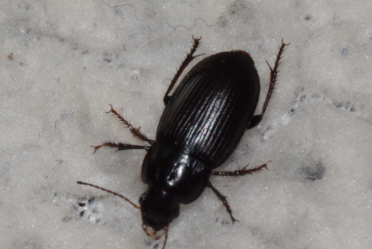 Harpalus melancholicus - sötét lomhafutó