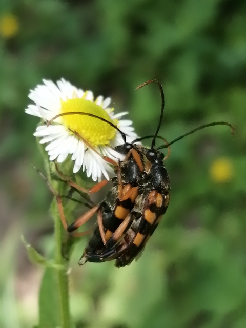 Strangalia attenuata - nyurgacincér