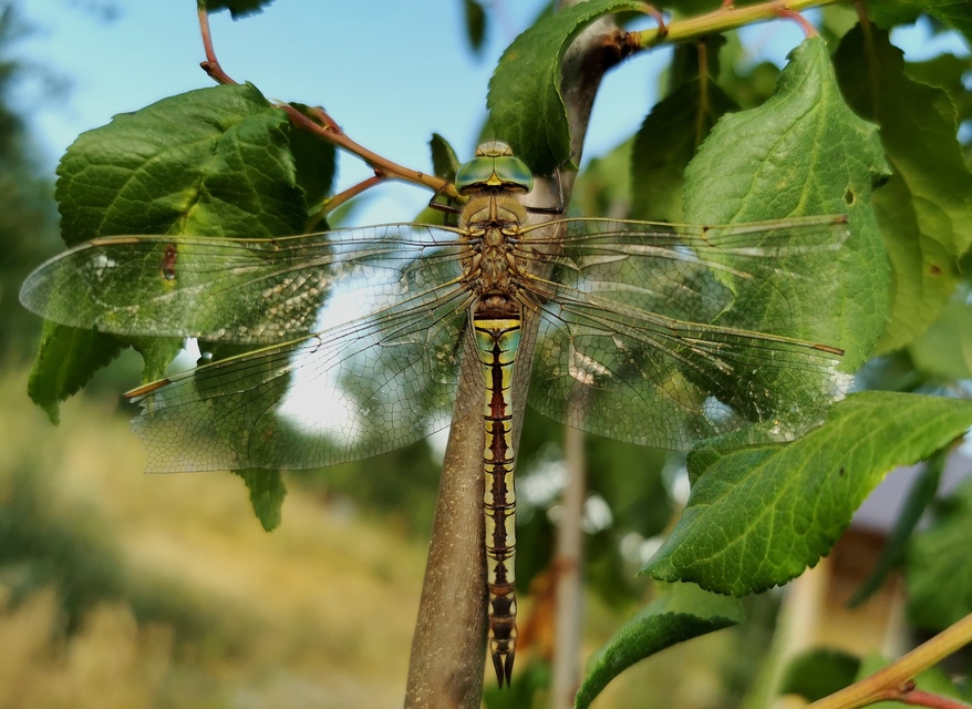 Anax parthenope - barna óriásacsa
