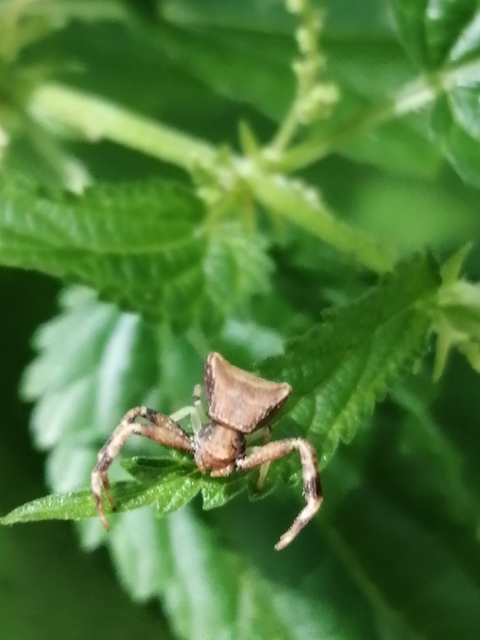Pistius truncatus - csonka karolópók