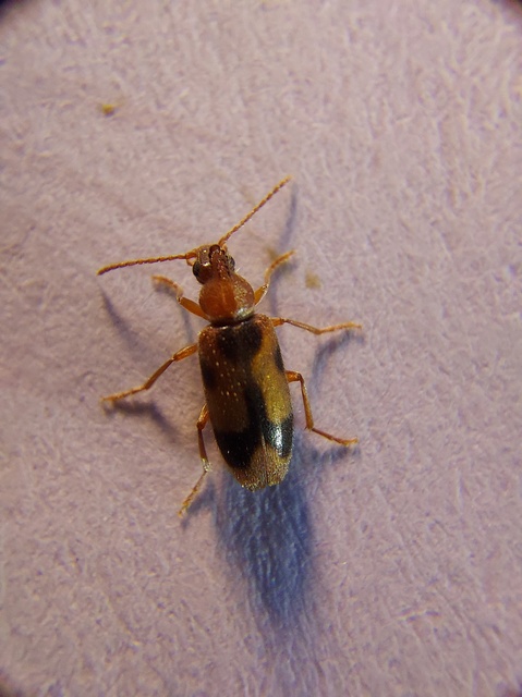 Notoxus monoceros - sárgahasú nyakszarvúbogár
