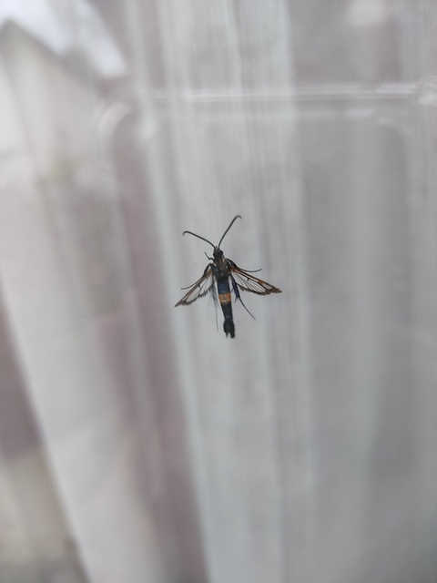 Sesiidae - szitkárfélék