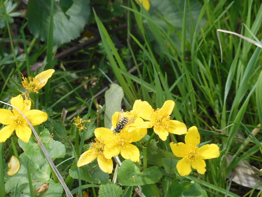Chrysotoxum Chrysotoxum