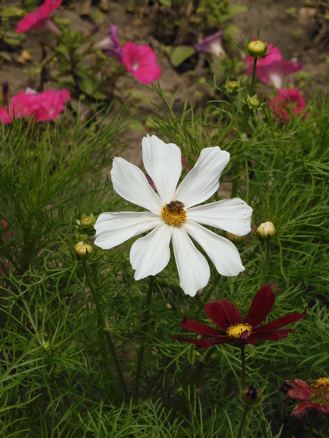 Apis mellifera - háziméh