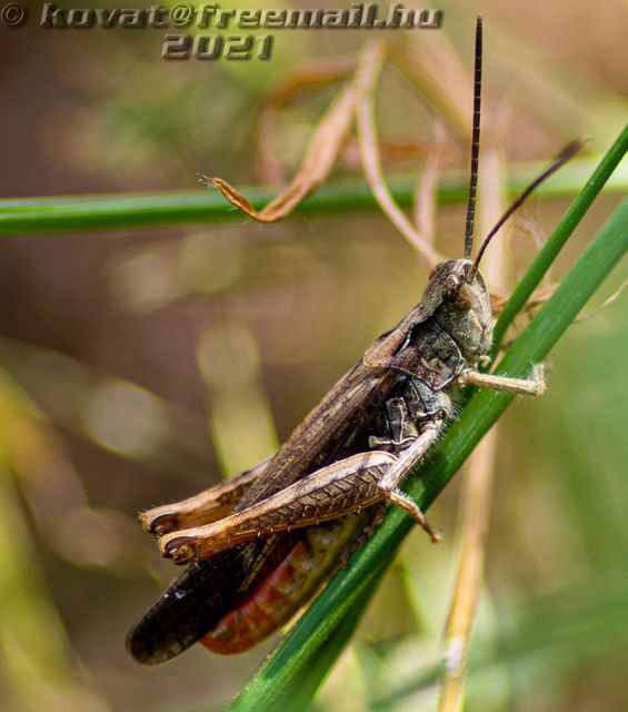 Chorthippus brunneus - közönséges tarlósáska