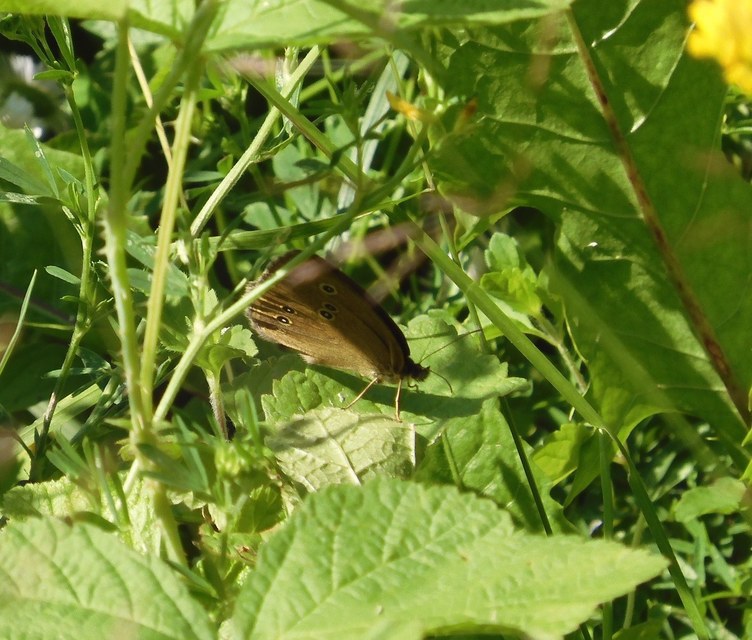 Aphantopus hyperanthus - közönséges ökörszemlepke
