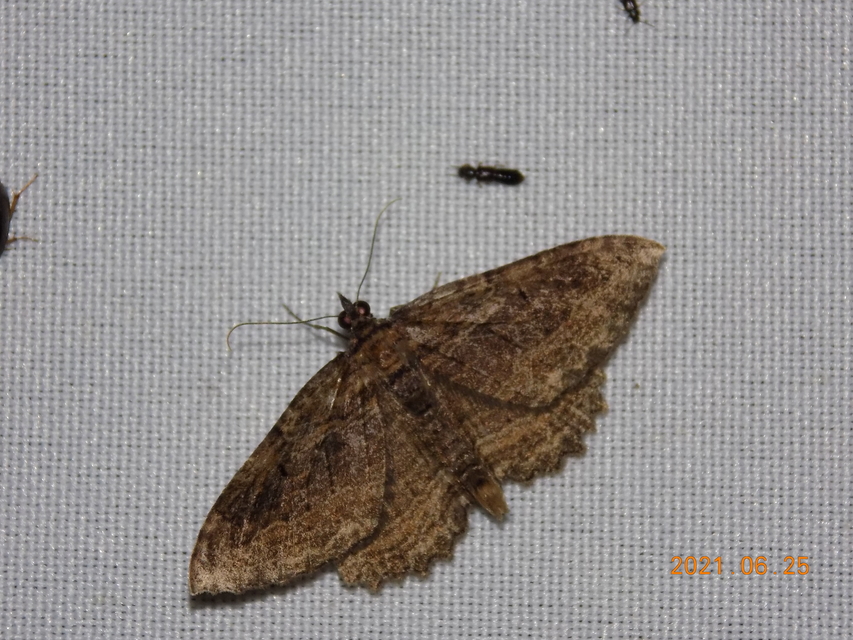 Philereme transversata - varjútövis-araszoló