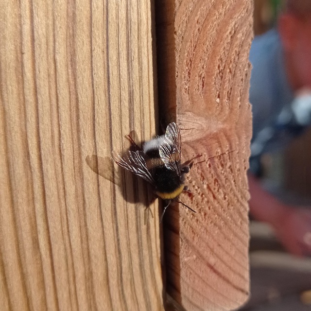 Bombus - poszméhek
