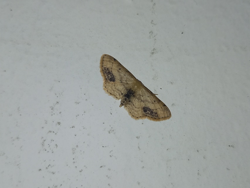 Idaea dimidiata - gyakori apróaraszoló
