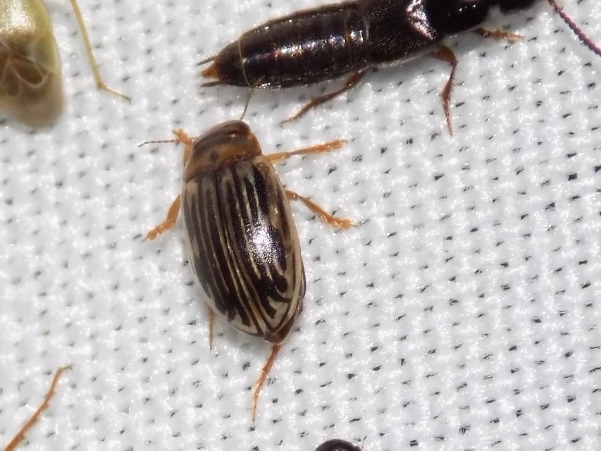 Hygrotus parallellogrammus - pettyesnyakú aprócsíkbogár