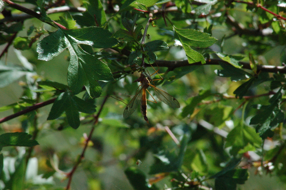 Tipula