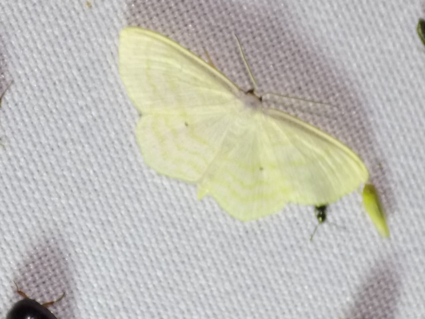 Scopula immutata - réti fehéraraszoló