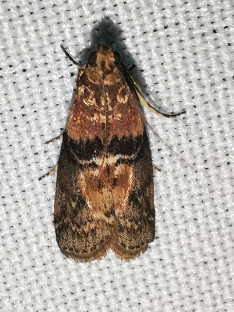 Sciota