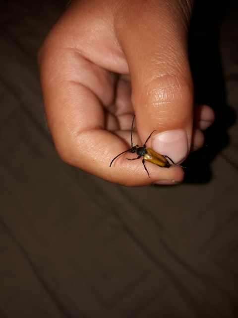 Stictoleptura fulva - vörhenyes virágcincér