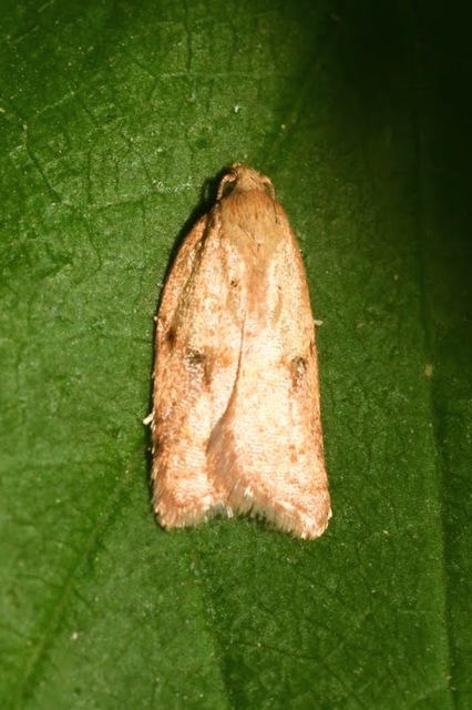 Acleris ferrugana - rozsdás levélmoly