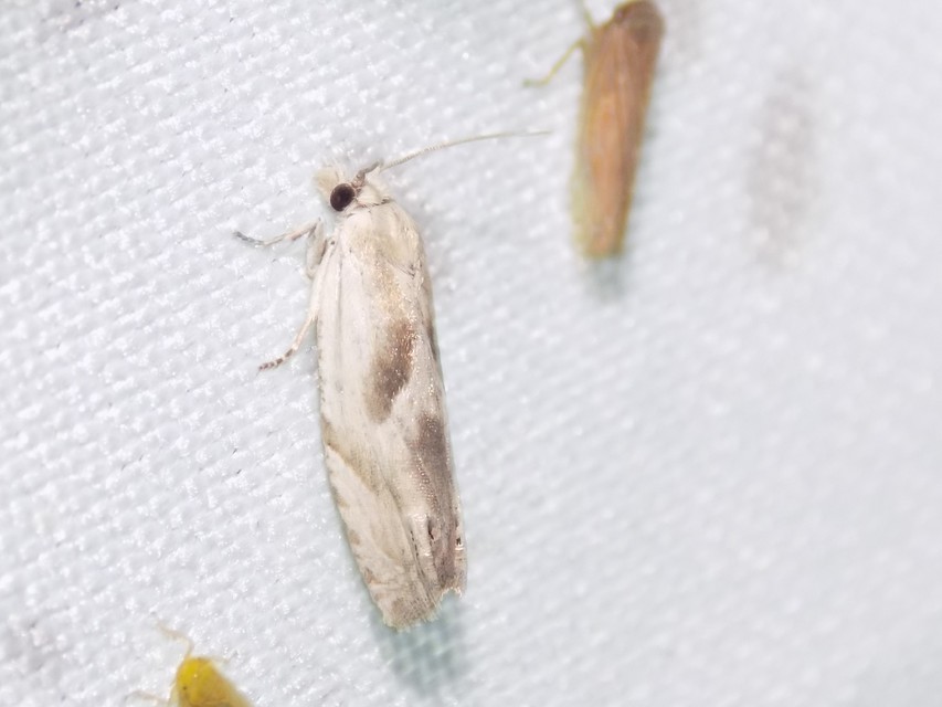 Eucosma metzneriana - ürömgyökér-tükrösmoly