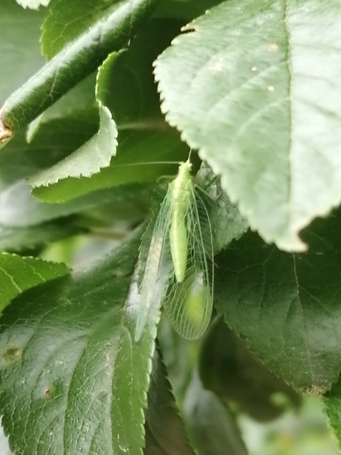 Chrysopidae - zöldfátyolkák
