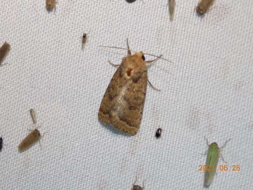 Hoplodrina octogenaria - barna selymesbagoly