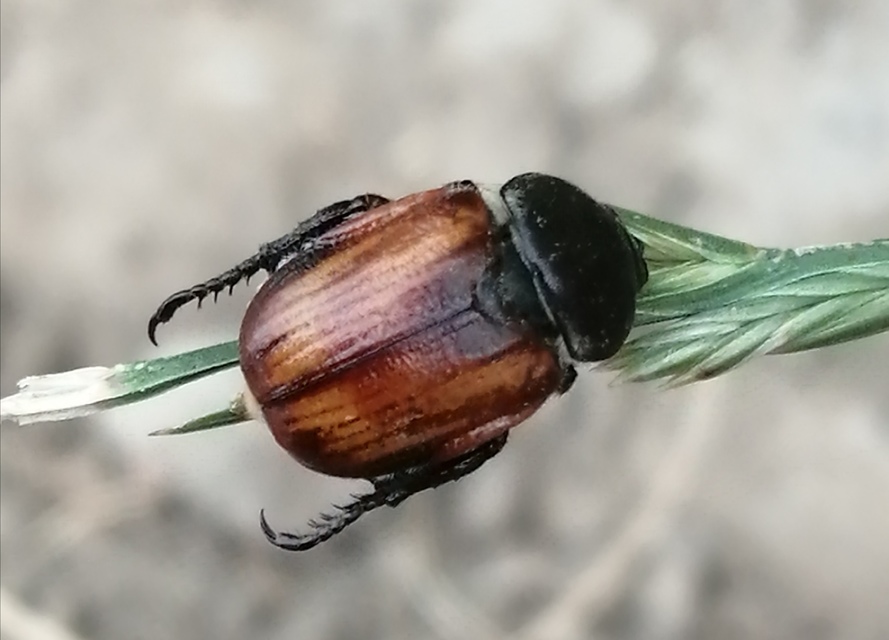Anisoplia lata - széles szipoly Anisoplia lata - széles szipoly