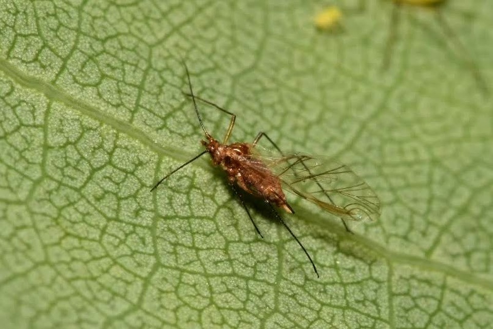 Illinoia liriodendri