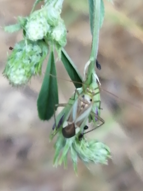Adelphocoris lineolatus - lucernapoloska