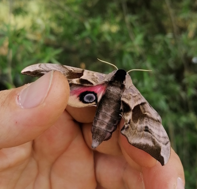 Smerinthus ocellatus - esti pávaszem