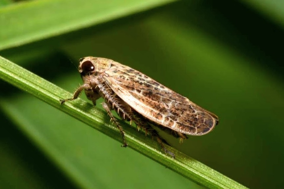 Allygidius abbreviatus