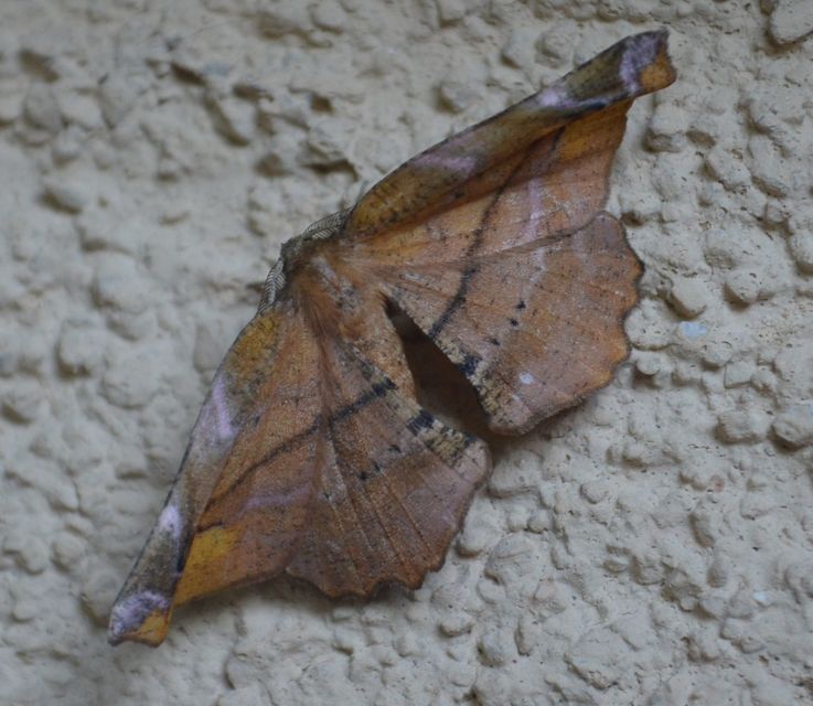 Apeira syringaria - orgona-araszoló
