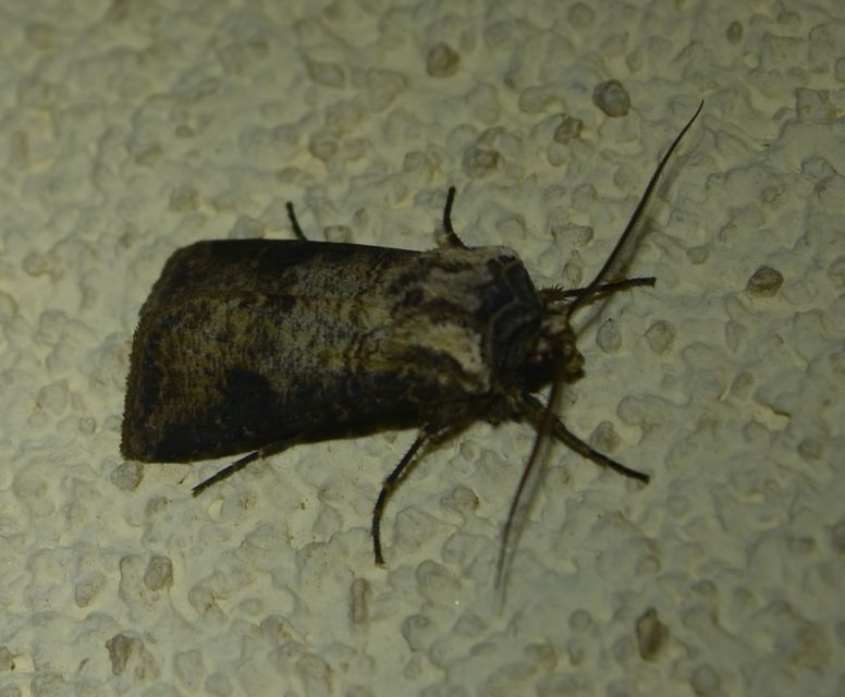 Agrotis clavis - zömök földibagoly