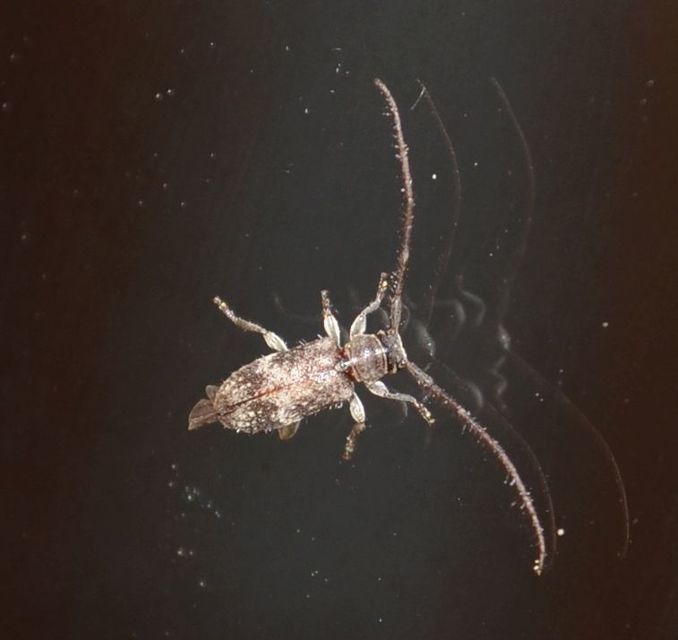 Exocentrus adspersus - tölgyfa-rőzsecincér