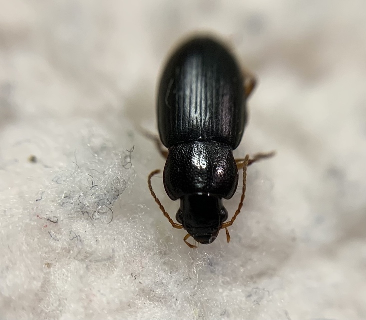 Ophonus rufibarbis - közönséges bársonyfutó