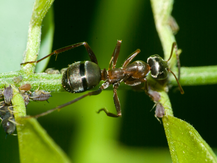 Formica cunicularia - gyakori rabszolgahangya